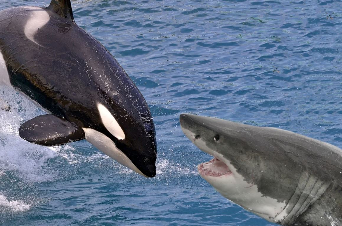 OKYANUSUN KRALI KATİL BALİNALAR! 