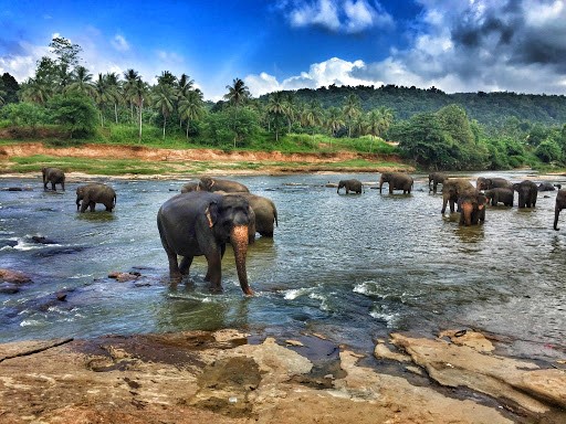 Pinnawala Fil Yetimhanesi