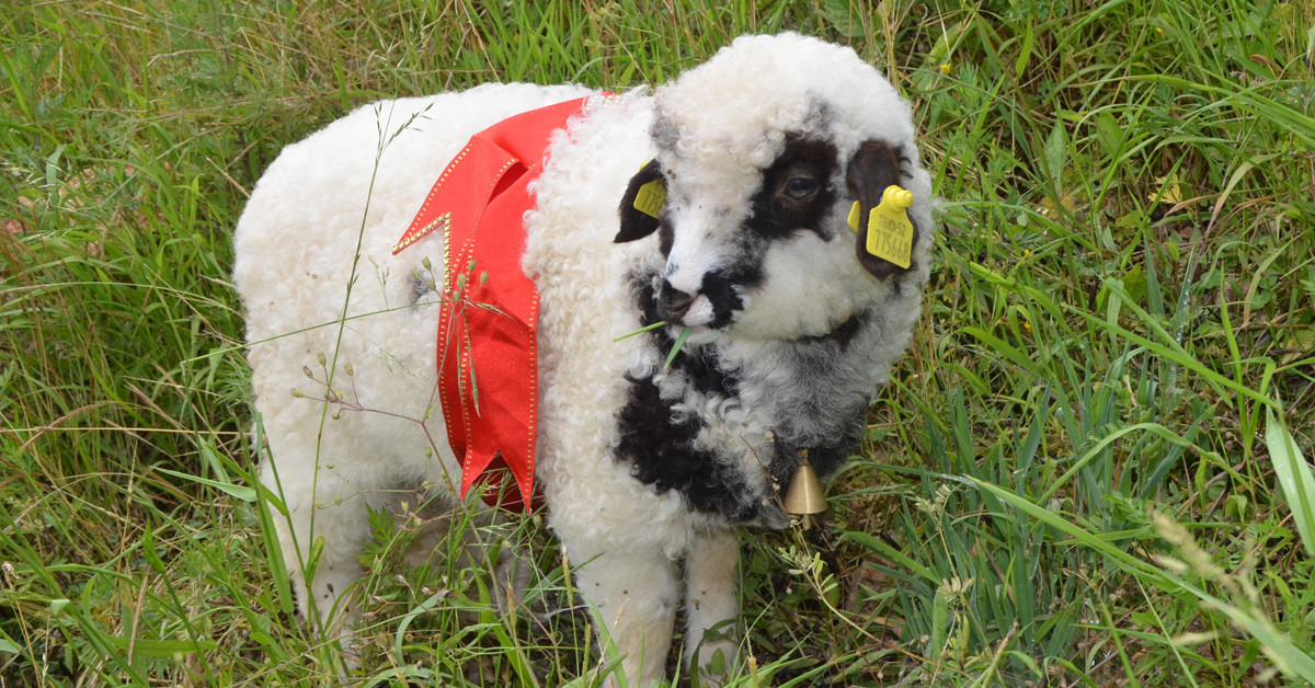 Herkes onu çok seviyor 