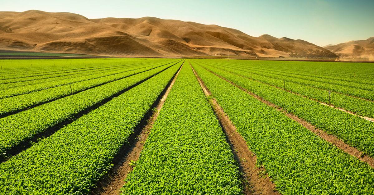 SERTİFİKALI PATATES TOHUMU KULLANANA 100 LİRA DESTEK