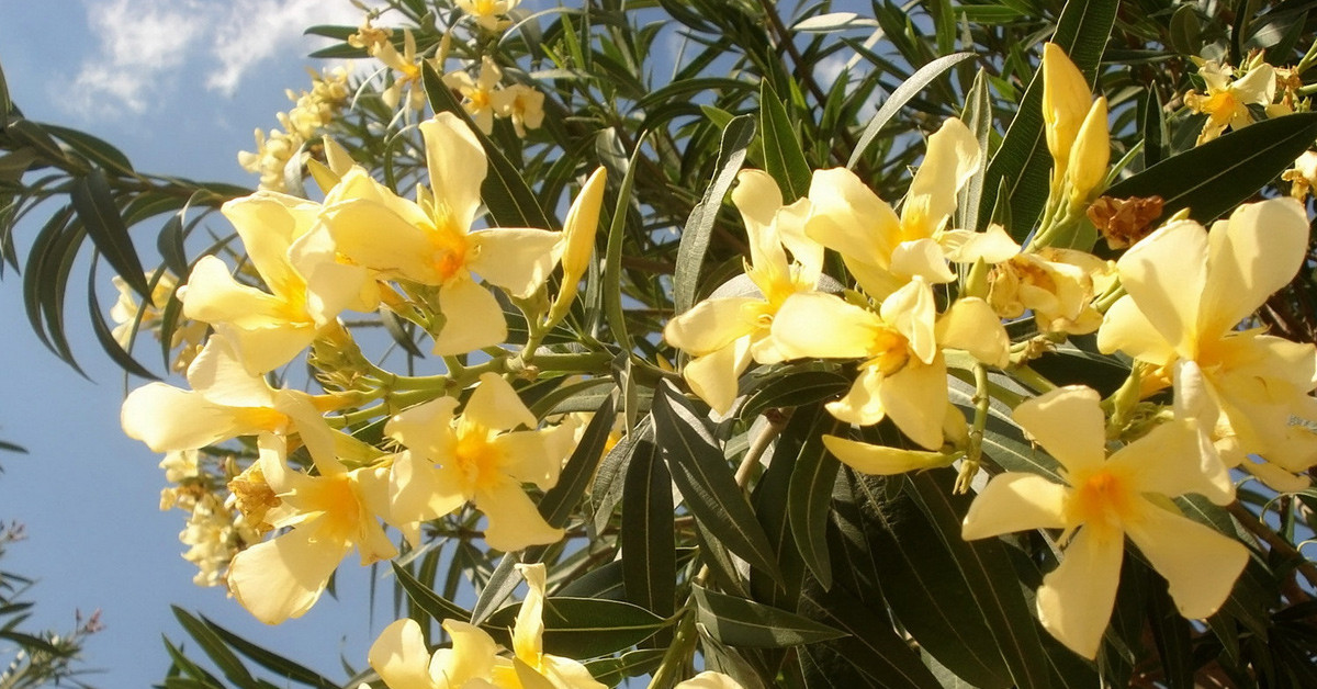 ZAKKUM ÇİÇEĞİ KUR'AN'DA GEÇMEKTEDİR