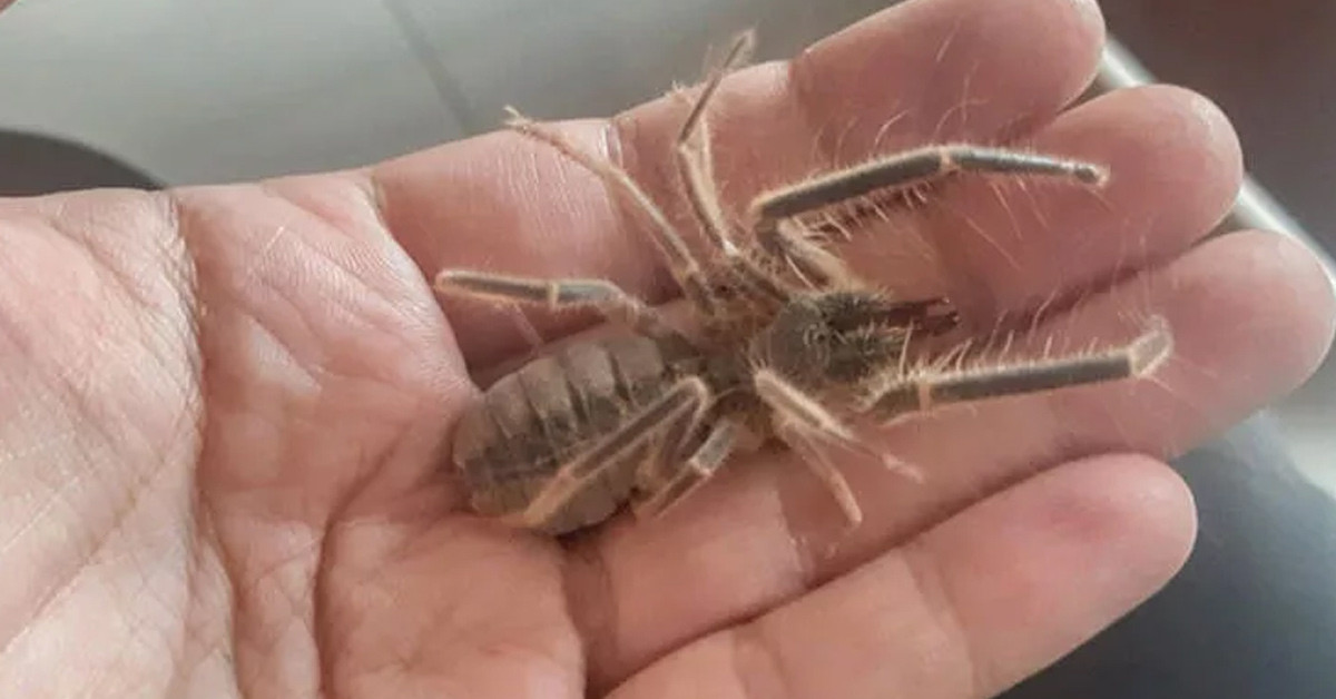 Zehirli ve güçlüler