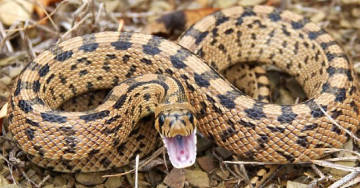 Çalıların arasına gizleniyor