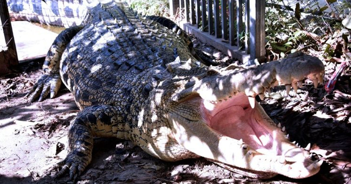 Ayağından tutatarak suya sürükledi
