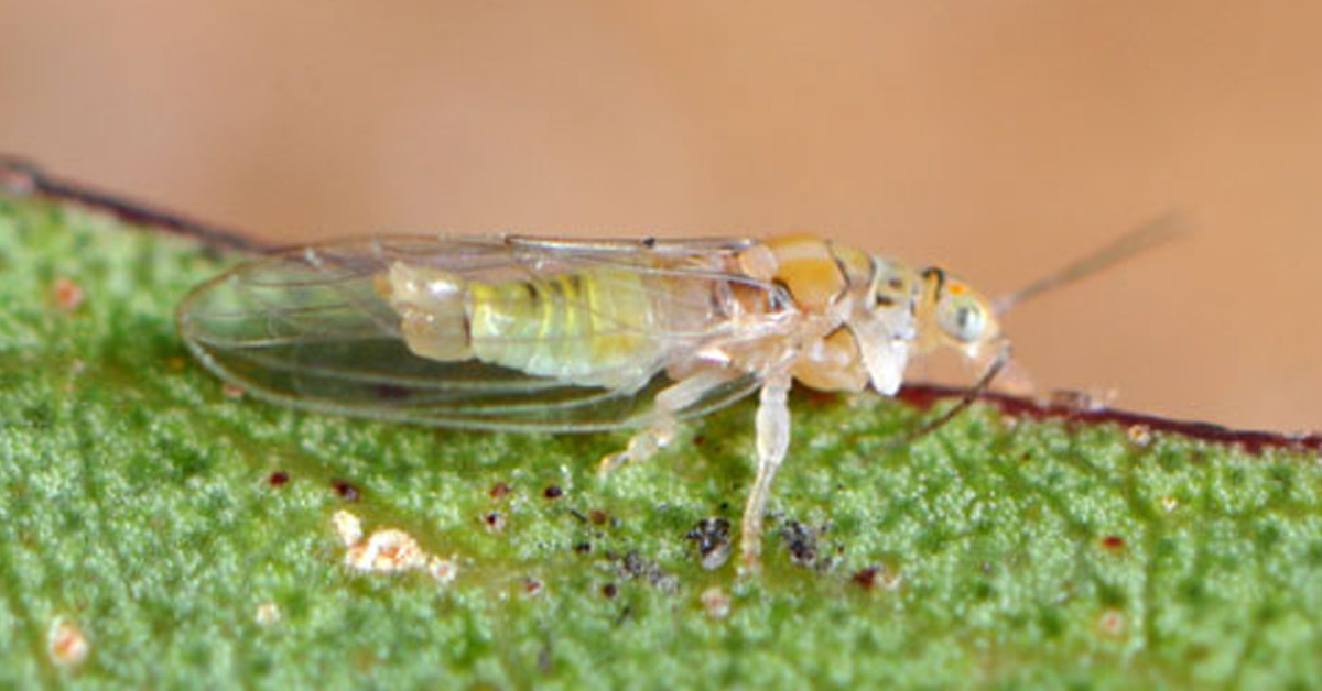 Kimyasal ilaçlarla yok olmuyorlar