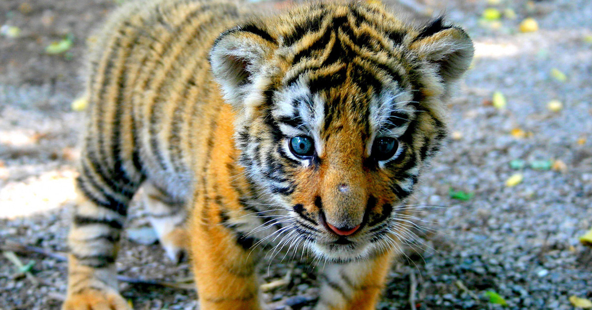 Yavrularına sahip çıktı