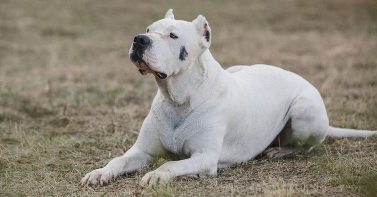 DOGO ARGENTINO