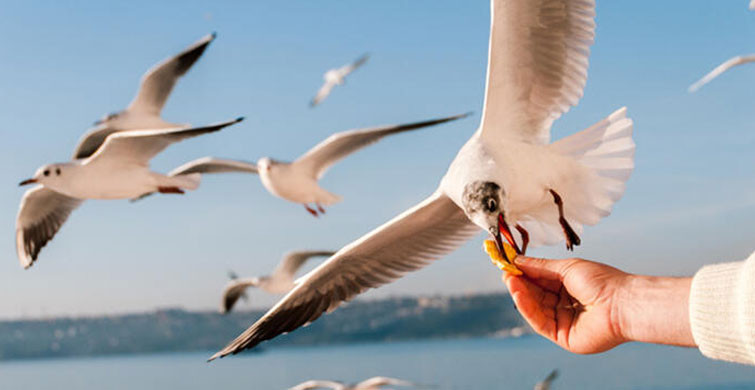 Martıların Hazır Gıdaya Alışmasının Denize Ne Etkisi Olur?