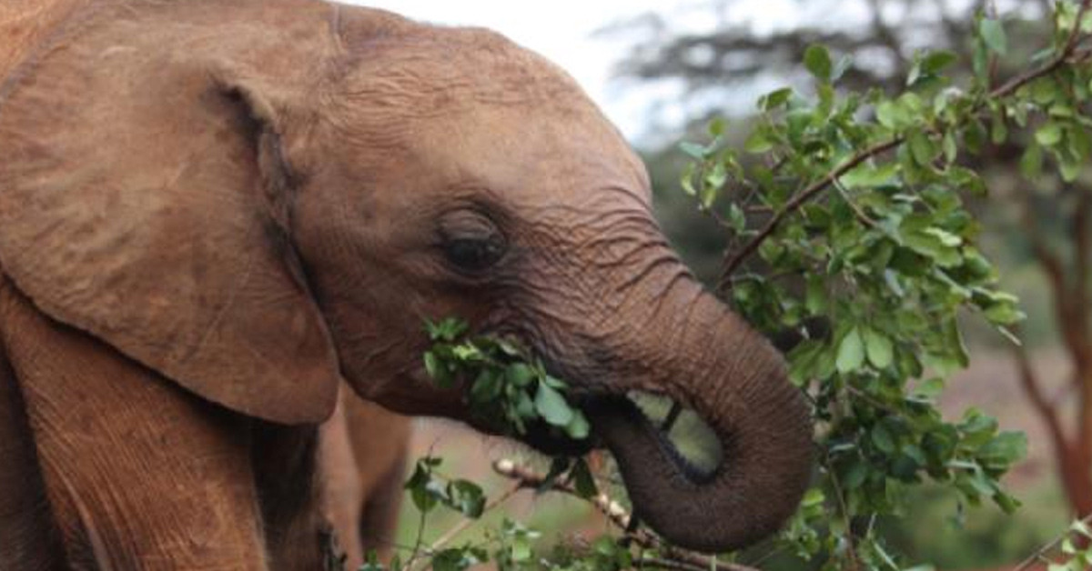 Anne fil ve yavrusu kurtarıldı