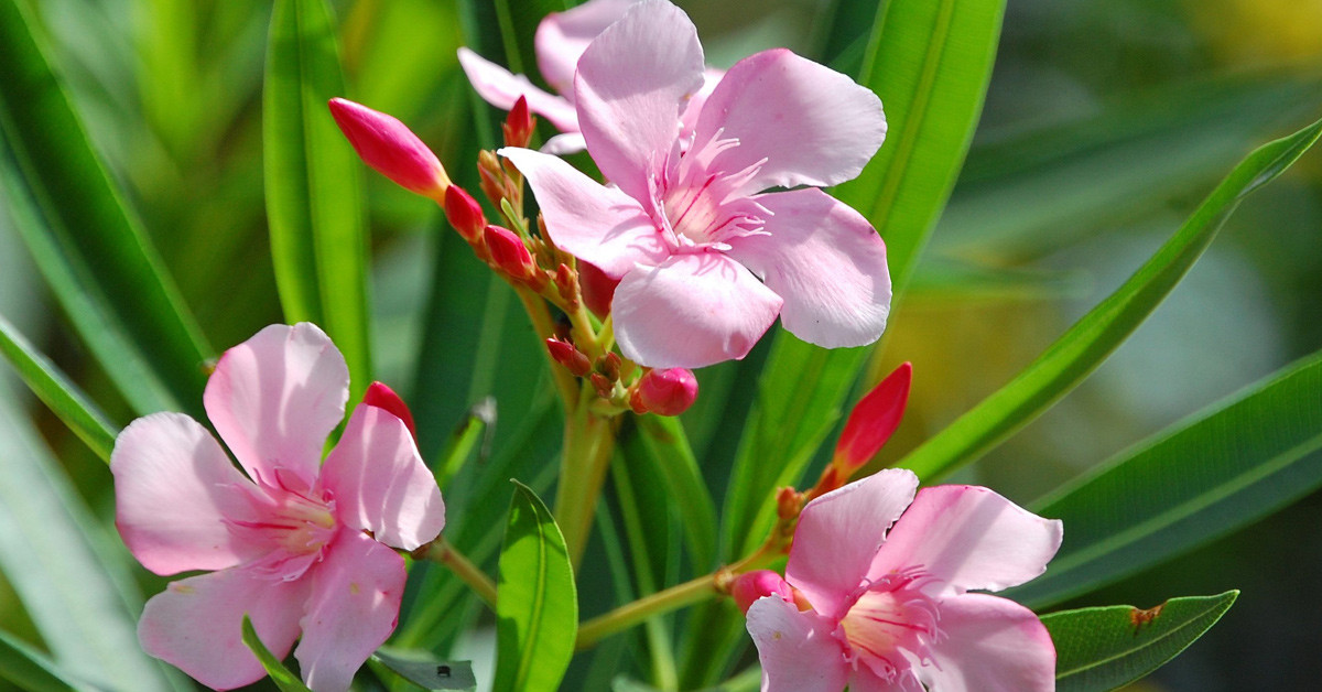 SAKSI TERCİHİ NASIL OLMALI?