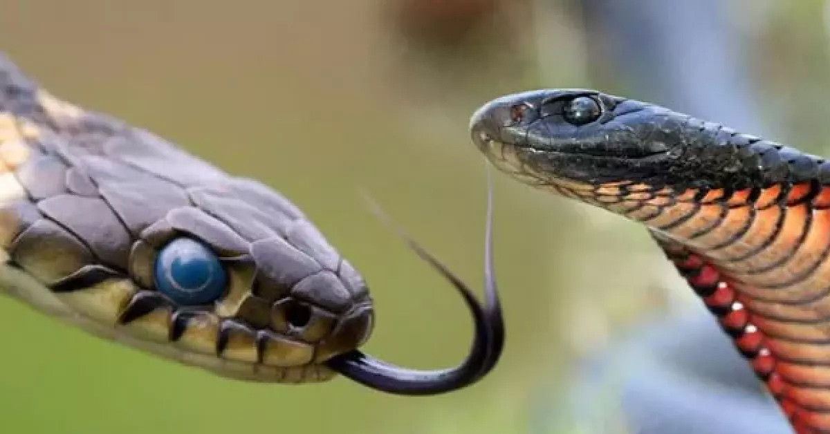 Banyoda yılan gördü