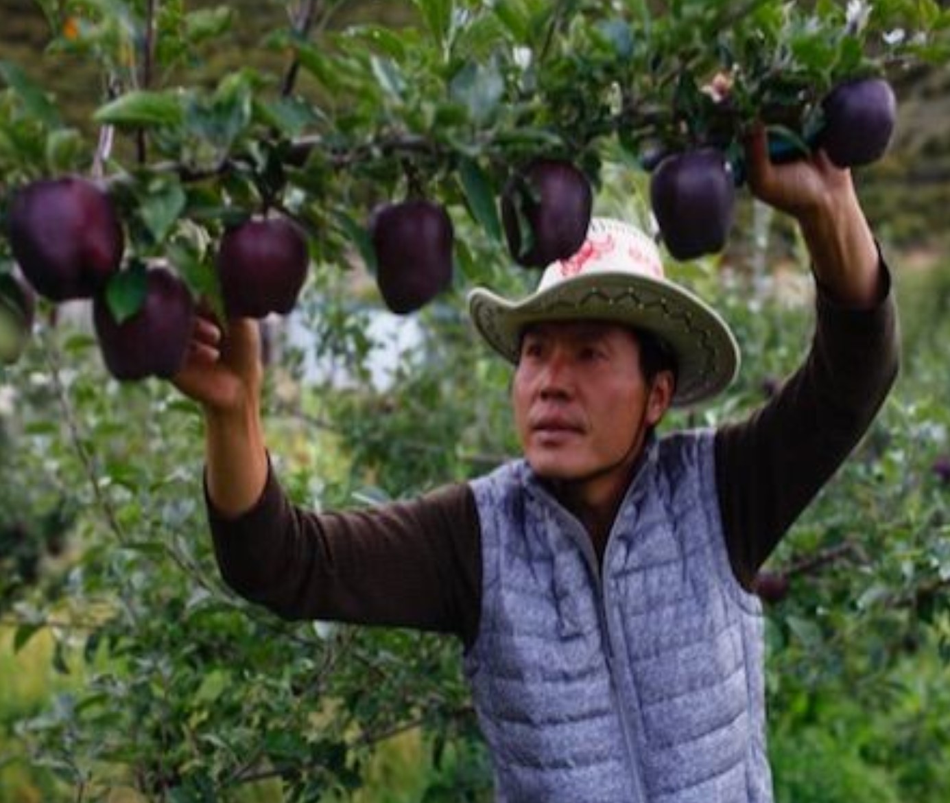 Siyah Elmaların Diğer Elmalardan Farkı Ne? 