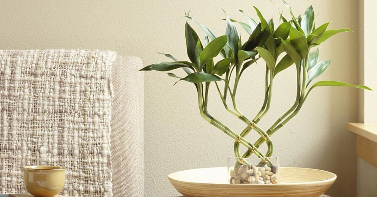 Lucky bamboo