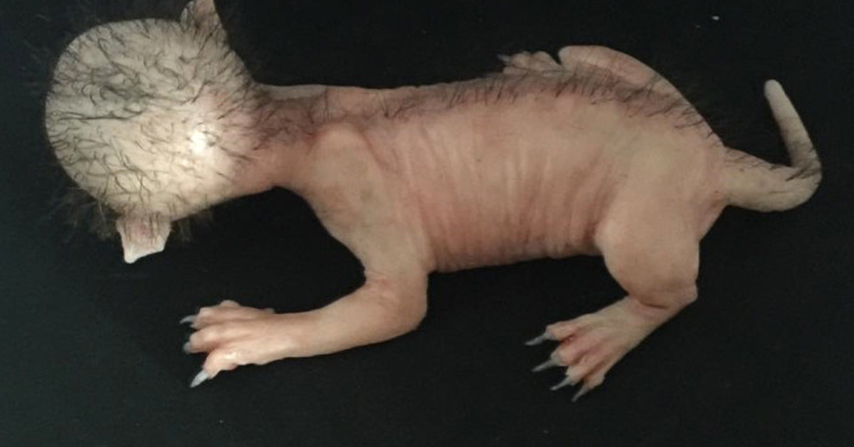 Altı milyonluk bir süre