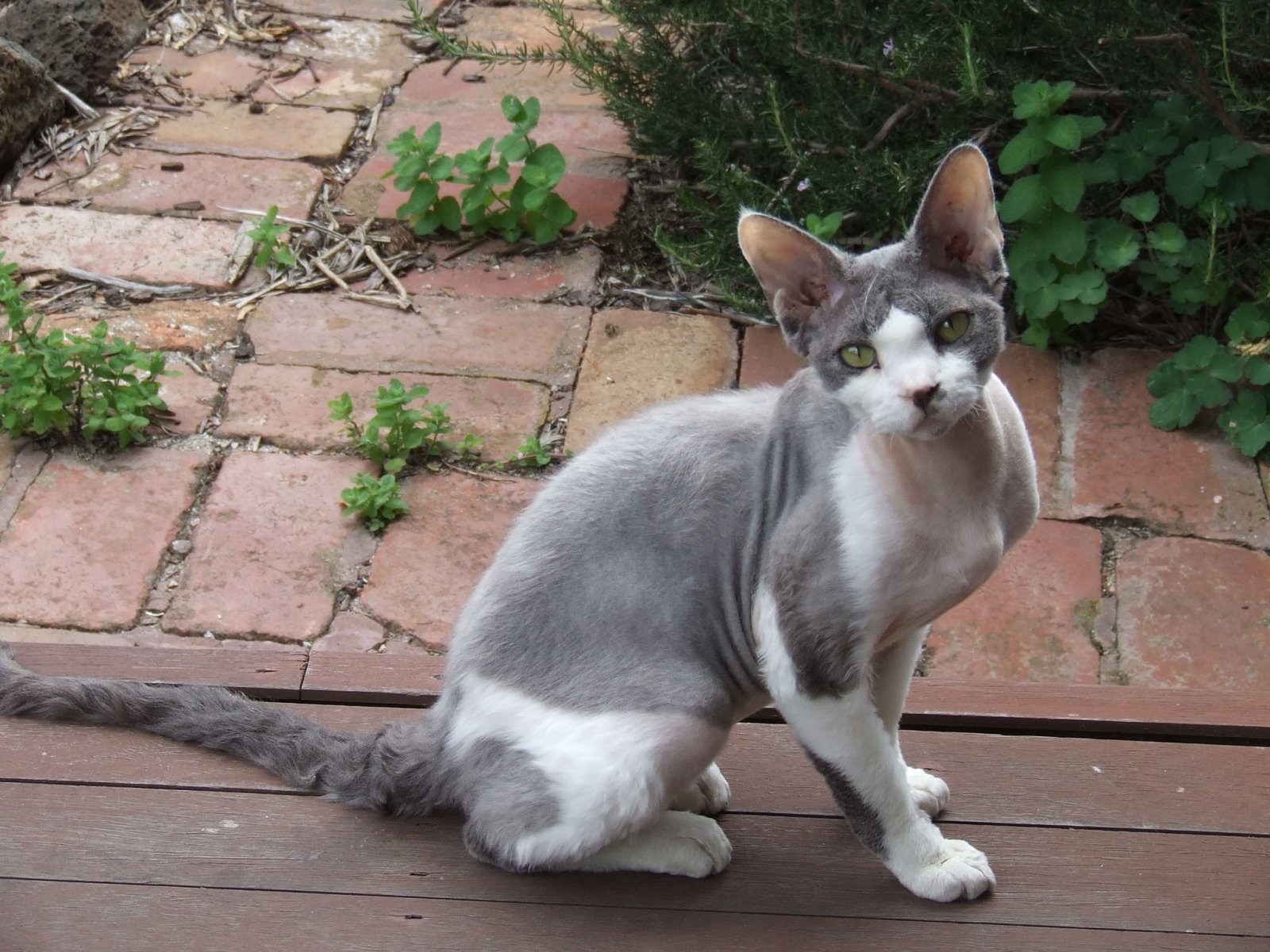 18-Devon Rex