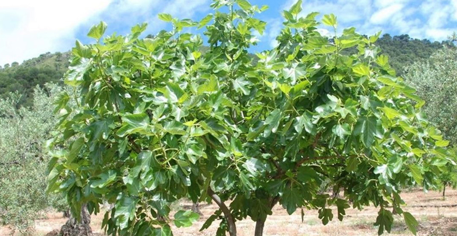 İNCİR AĞACININ ALTINDA UYUNMAZ