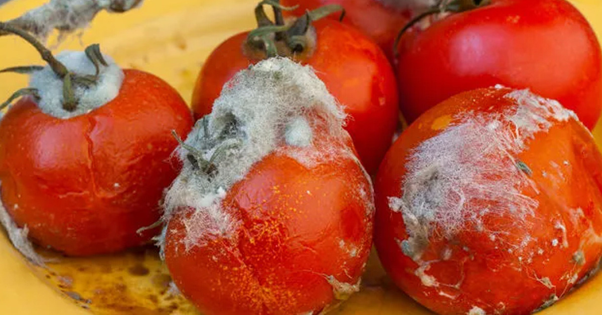 Buzdolabı kokusundan kurtulun 