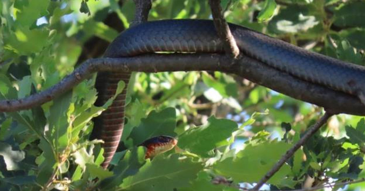 Tunceli'de göründü