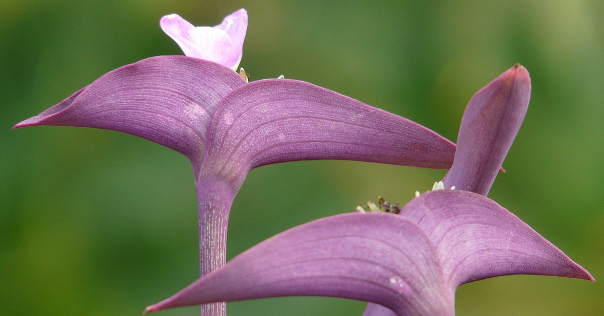TELGRAF ÇİÇEĞİ NASIL ÇOĞALTILIR?