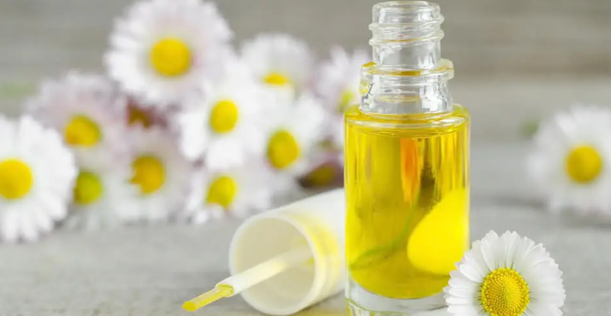 Roman Papatyası Yağı