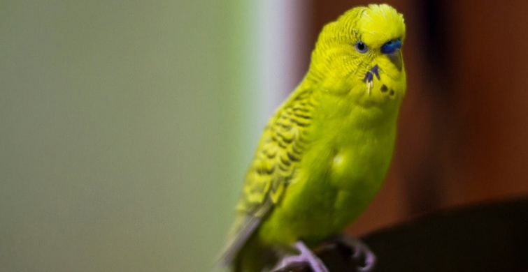 JUMBO MUHABBET KUŞLARI