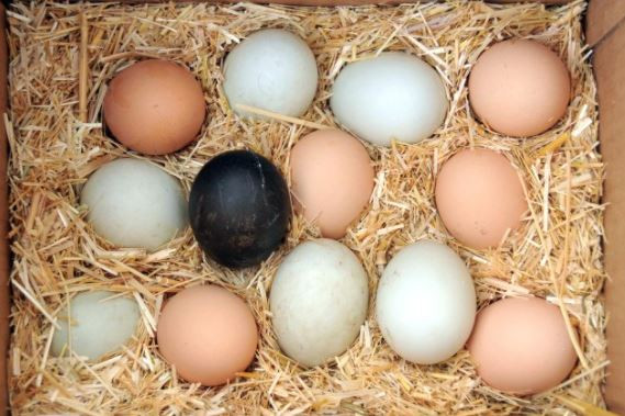 SİYAH TAVUĞUN  FAYDALARI NELERDİR?