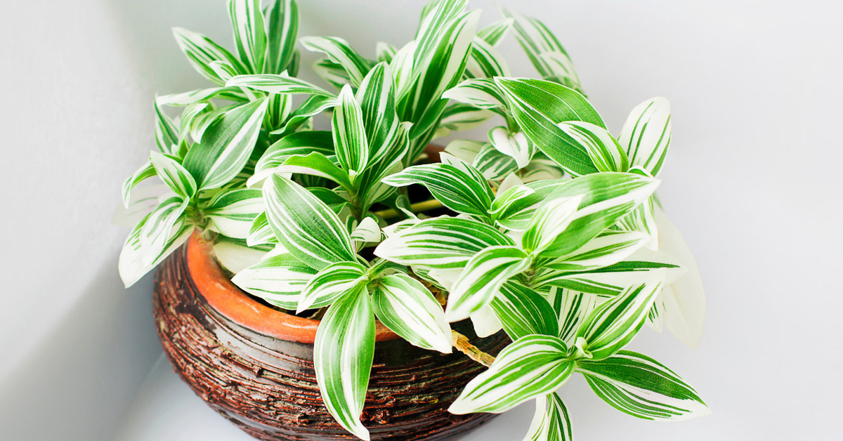 TELGRAF ÇİÇEĞİ GÜNEŞ IŞIĞI SEVER Mİ?