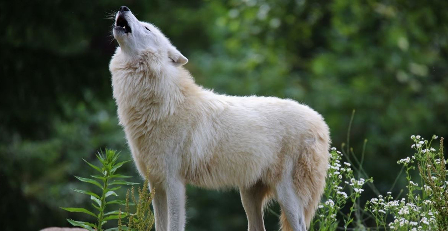 KÖPEK ULUMASI UĞURSUZLUK GETİRİR