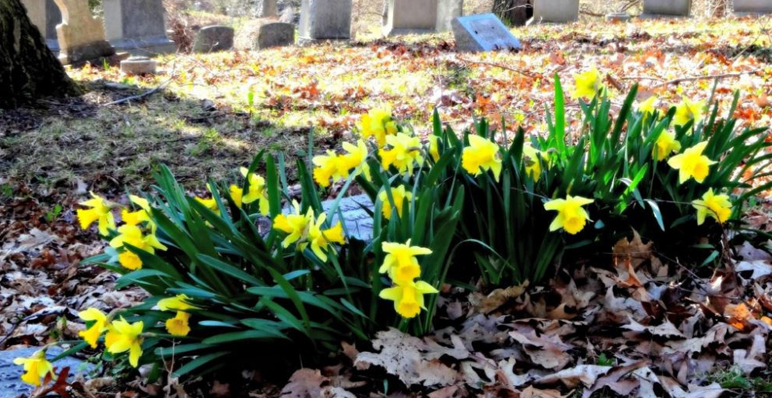 MEZARLIK ZİYARETİNDEN ÇİÇEK KOPARMAK