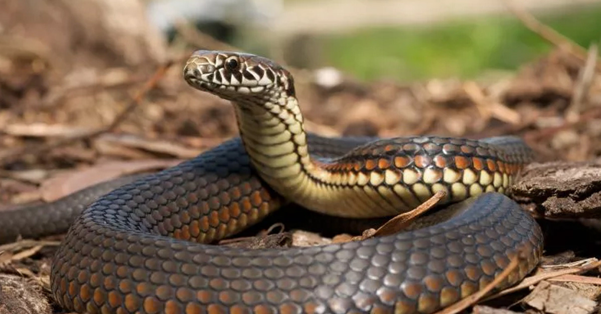 Zehirli yılanla karşılaştı