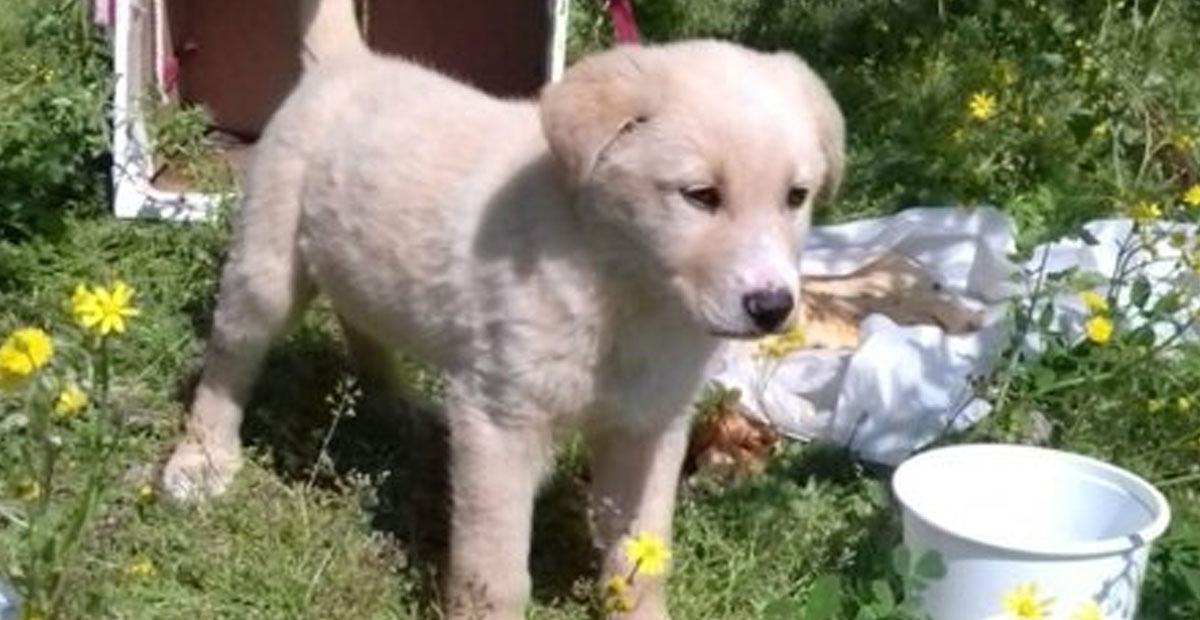 SOSYAL MEDYADA TEPKİ