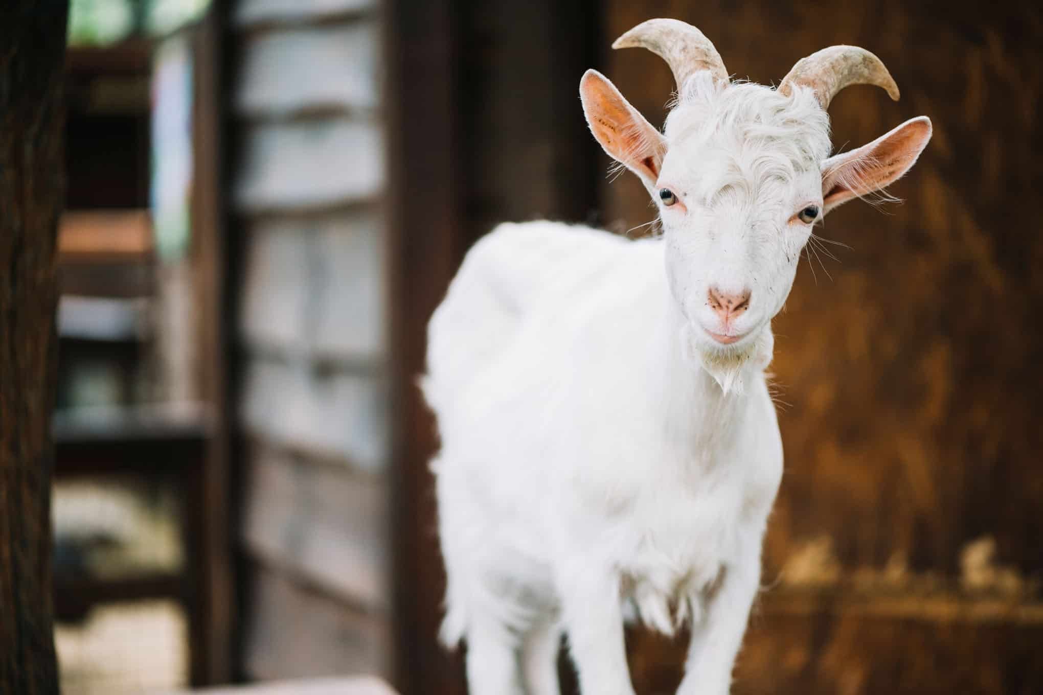 İlacın Hem Ağızdan Hem Burundan Kullanılması Sağlanacak