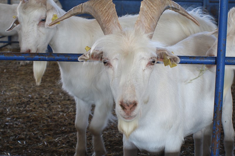 Keçi Sütü İçmek Koronavirüsten Korumuyor