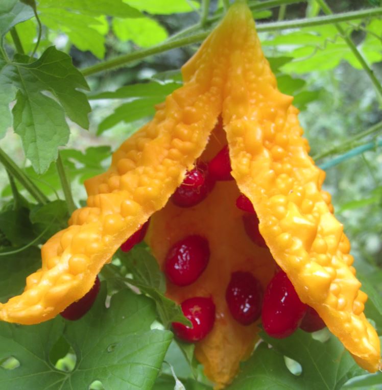 3. Antibiyotik Etkisi Vardır