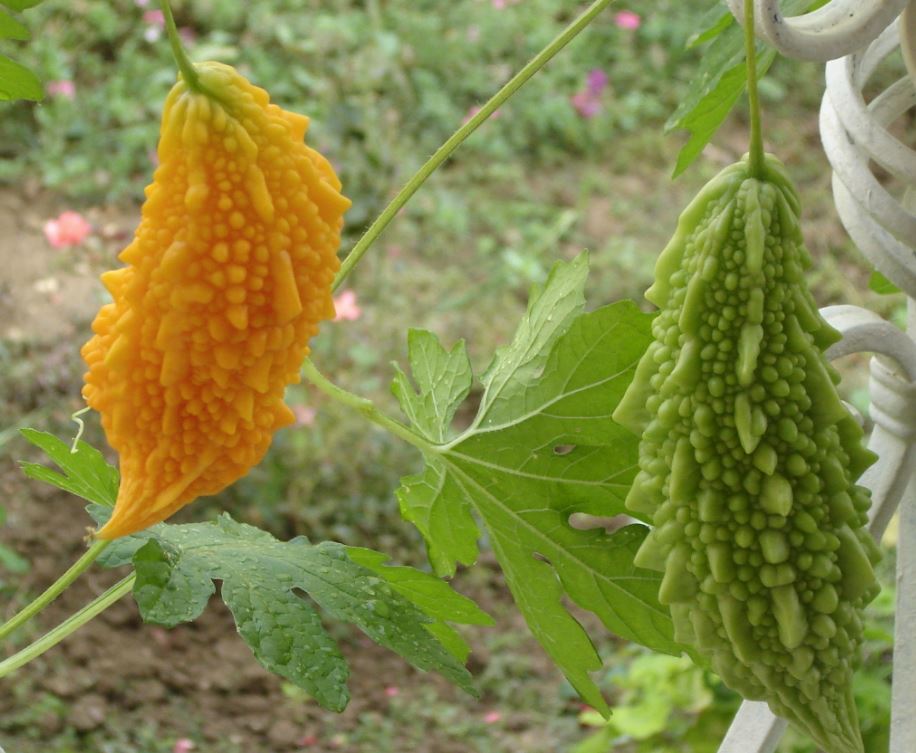 1. Sindirim Sisteminin Doğal İlacı