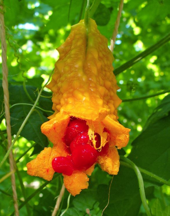 4. Yanık Tedavisinde Kullanılır