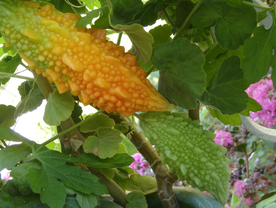 6. İltihabı Giderir: