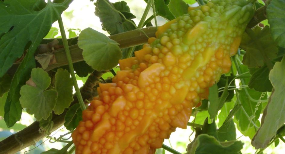 2. Kanseri Önlüyor ve Durduruyor