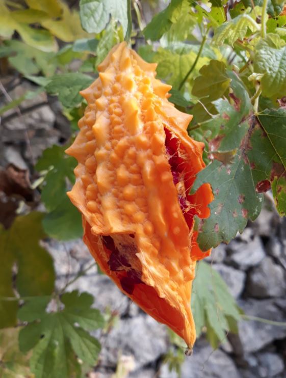 5. Bağışıklık Sistemini Güçlendirir