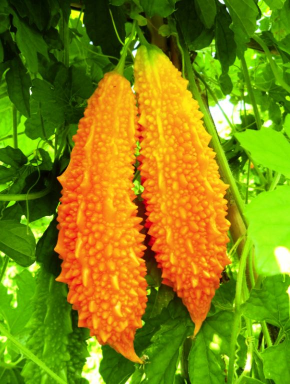 10. Şeker Hastaları İçin Doğal Bir Takviye