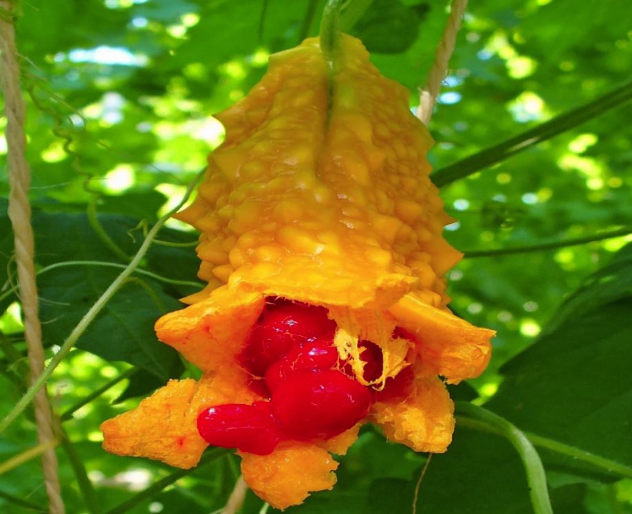 8. Cinsel Gücü Arttırır