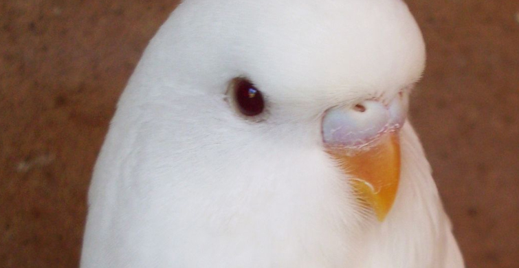 ALBİNO MUHABBET KUŞU