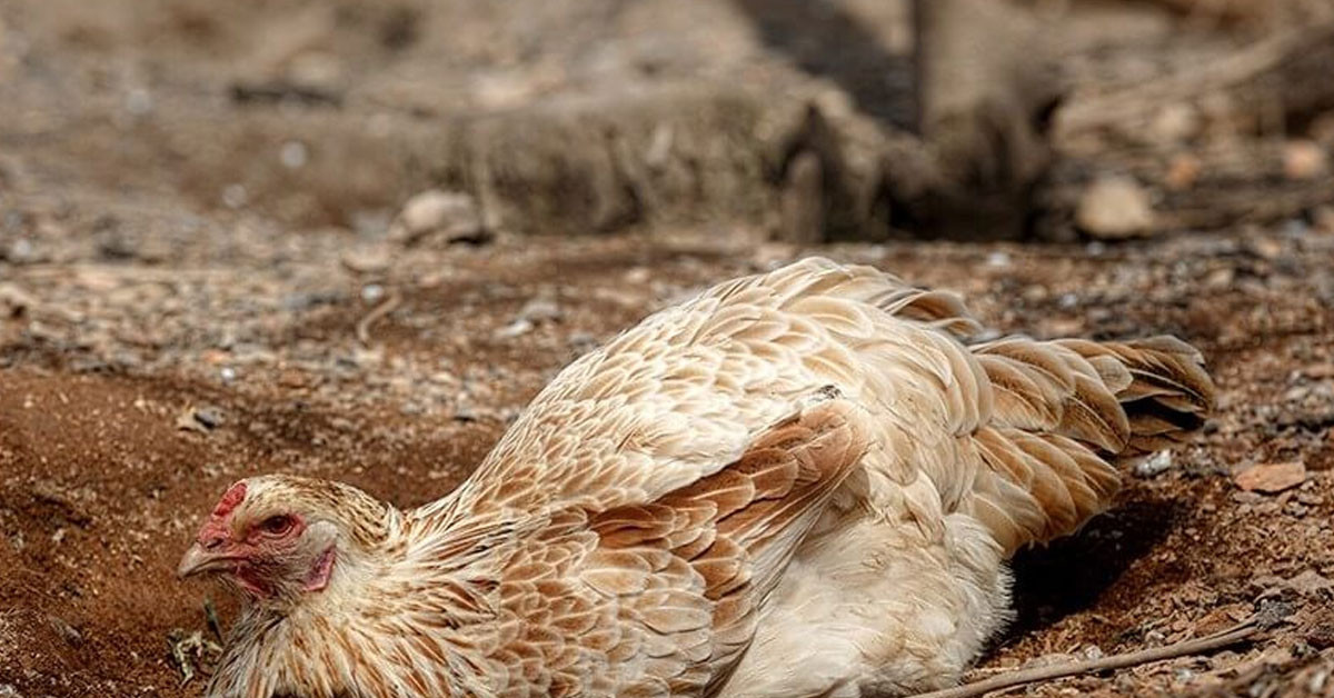 Artık kimse yemiyor