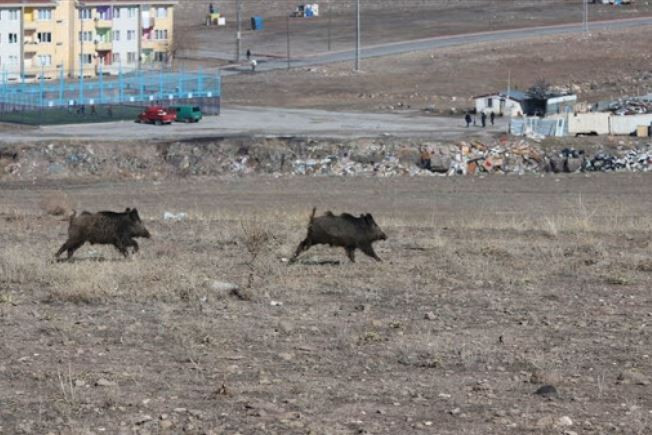 'İNSANLARA SALDIRMIYORLAR'