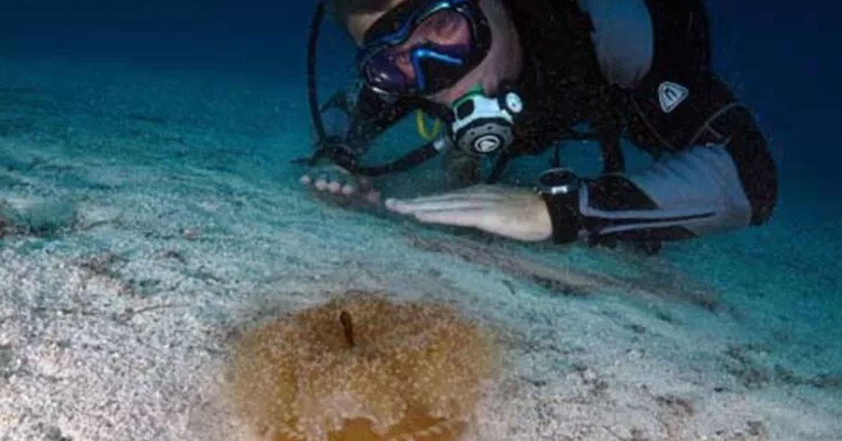 KUMLU-ÇAMURLU ZEMİNLERDE YAŞIYOR 