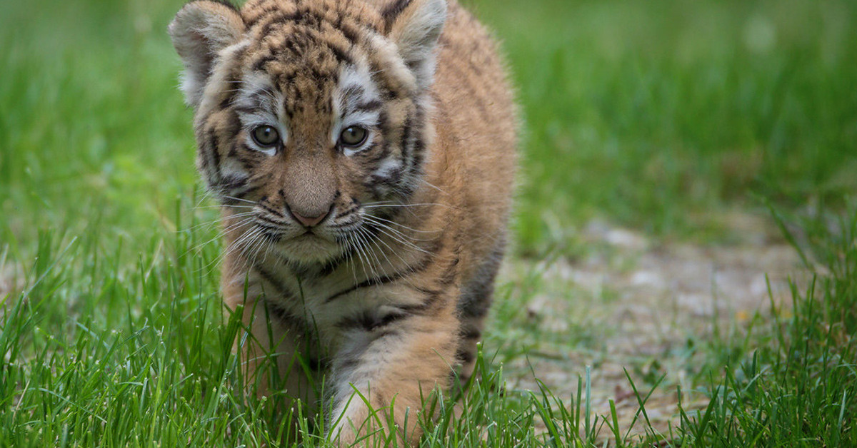 Stephan kaplanı anladı