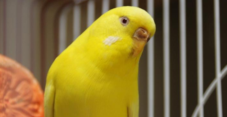 LUTİNO MUHABBET KUŞU 