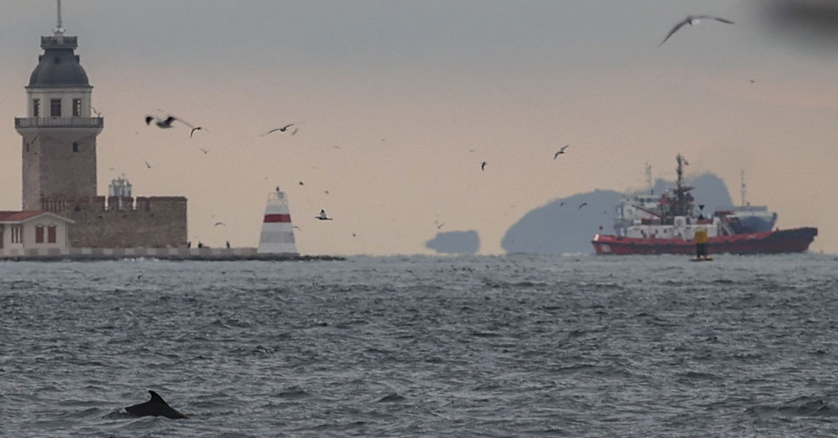 Yunuslar nasıl uyur?