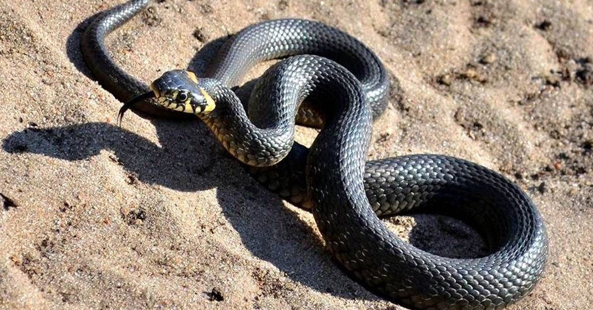 Tek ısırıkla 100 kişiyi öldürüyor