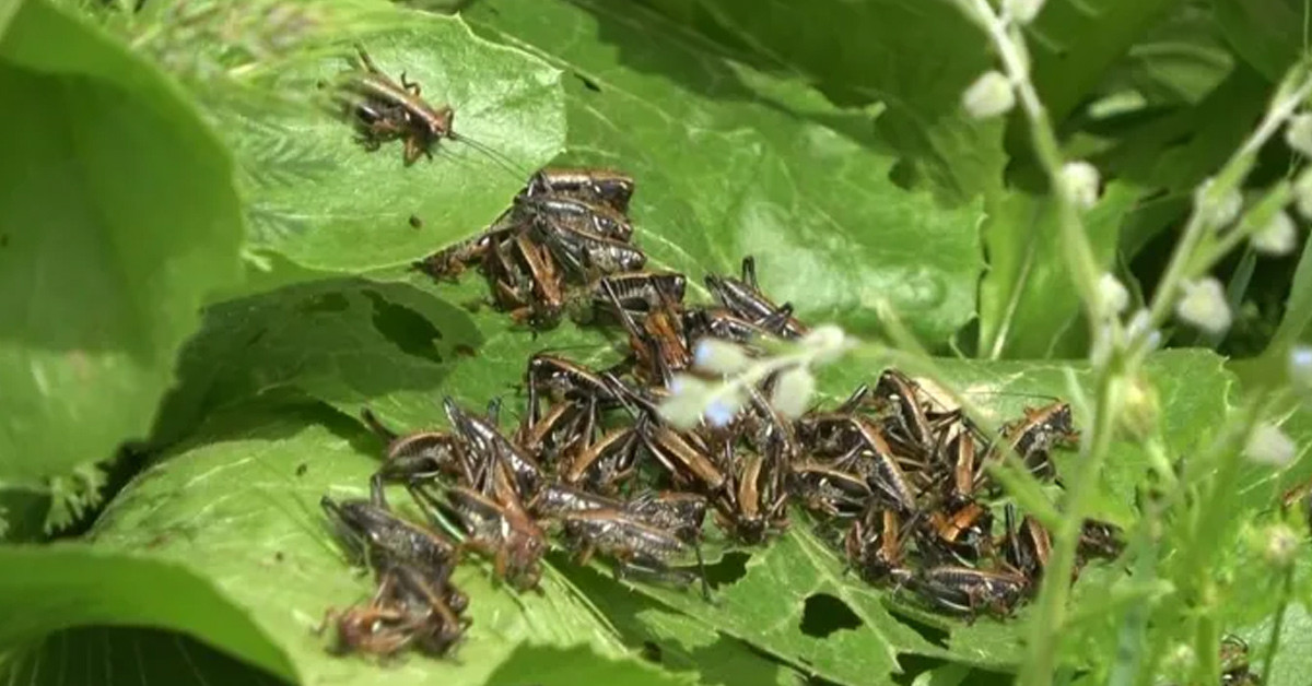 Muş'u çekirge sürüsü bastı